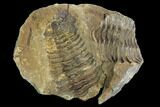 Two Fossil Calymene Trilobites in Nodule - Morocco #100025-3